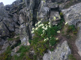 Babiogórski Park Narodowy